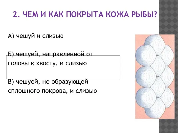 2. ЧЕМ И КАК ПОКРЫТА КОЖА РЫБЫ? А) чешуй и слизью Б)