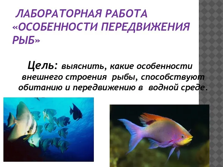 ЛАБОРАТОРНАЯ РАБОТА «ОСОБЕННОСТИ ПЕРЕДВИЖЕНИЯ РЫБ» Цель: выяснить, какие особенности внешнего строения рыбы,