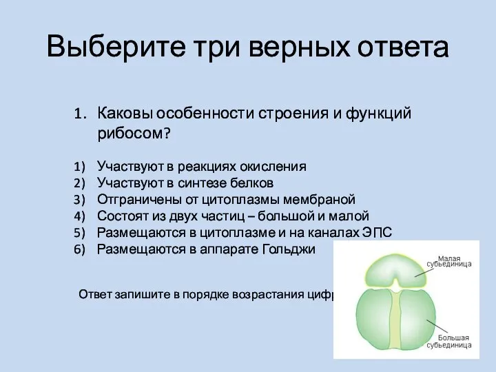 Выберите три верных ответа Каковы особенности строения и функций рибосом? Участвуют в