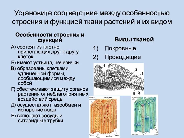 Установите соответствие между особенностью строения и функцией ткани растений и их видом