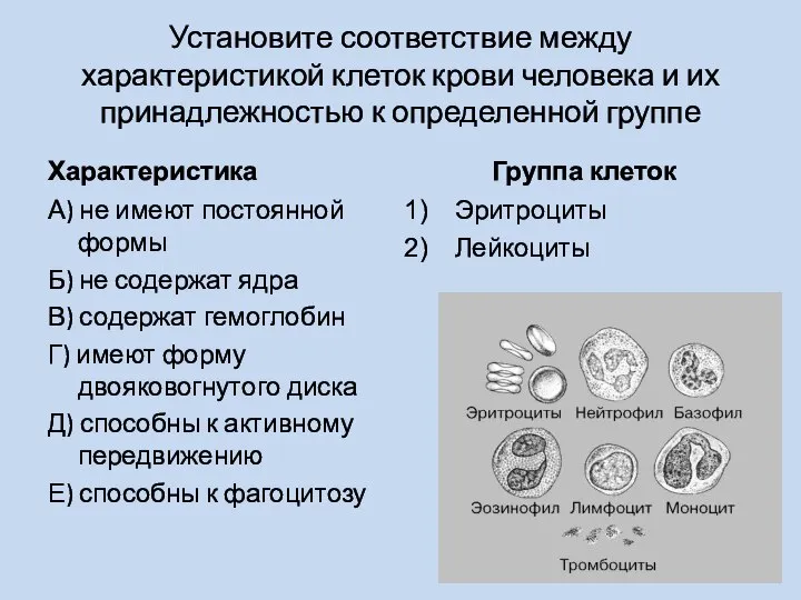 Установите соответствие между характеристикой клеток крови человека и их принадлежностью к определенной