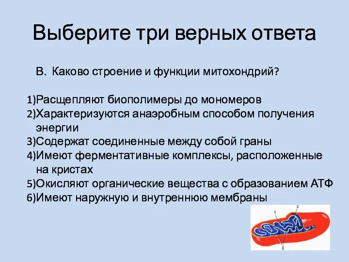 Выберите три верных ответа В. Каково строение и функции митохондрий? Расщепляют биополимеры