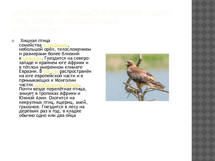 ОРЁЛ-КАРЛИК - HIERAAETUS PENNATUS (GMELIN, 1788) ОТРЯД СОКОЛООБРАЗНЫЕ – FALCONIFORMES. Хищная птица