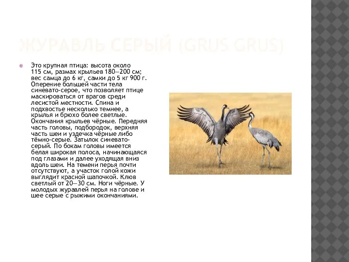 ЖУРАВЛЬ СЕРЫЙ (GRUS GRUS) Это крупная птица: высота около 115 см, размах