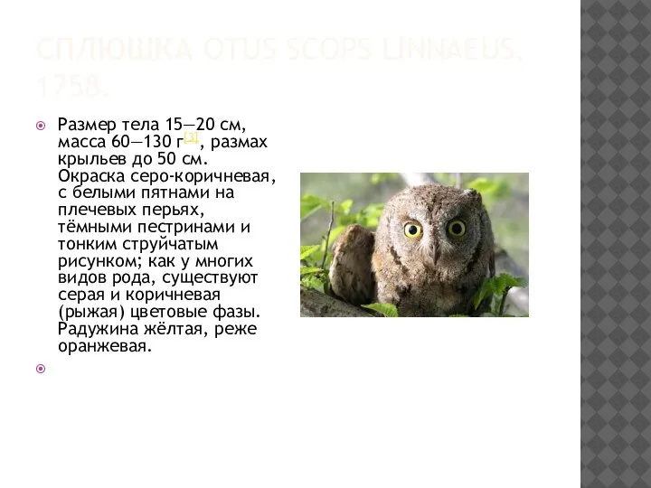 СПЛЮШКА OTUS SCOPS LINNAEUS, 1758. Размер тела 15—20 см, масса 60—130 г[3],