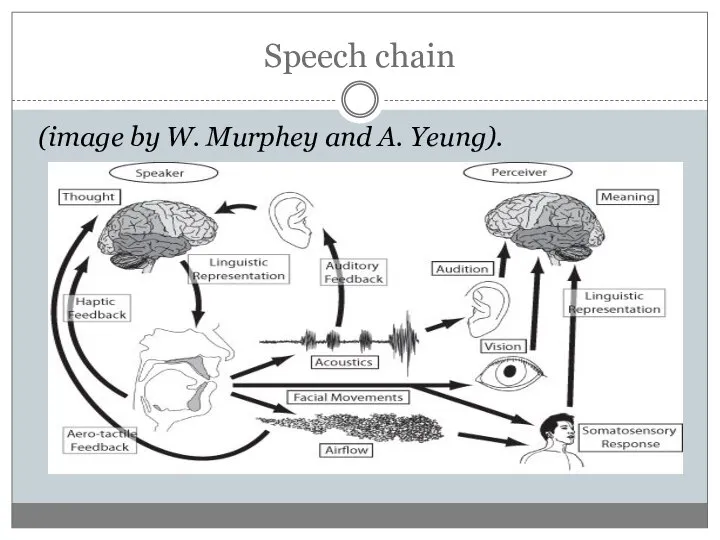 Speech chain (image by W. Murphey and A. Yeung).