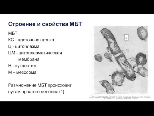 Строение и свойства МБТ МБТ: КС – клеточная стенка Ц - цитоплазма