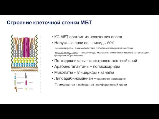 Строение клеточной стенки МБТ КС МБТ состоит из нескольких слоев Наружные слои