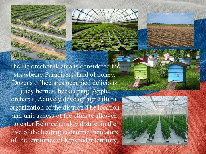 The Belorechensk area is considered the strawberry Paradise, a land of honey.