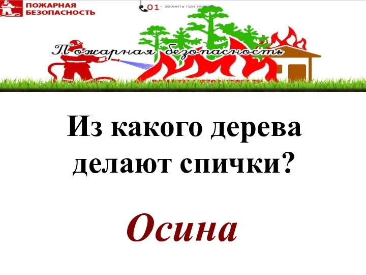 Осина Из какого дерева делают спички?