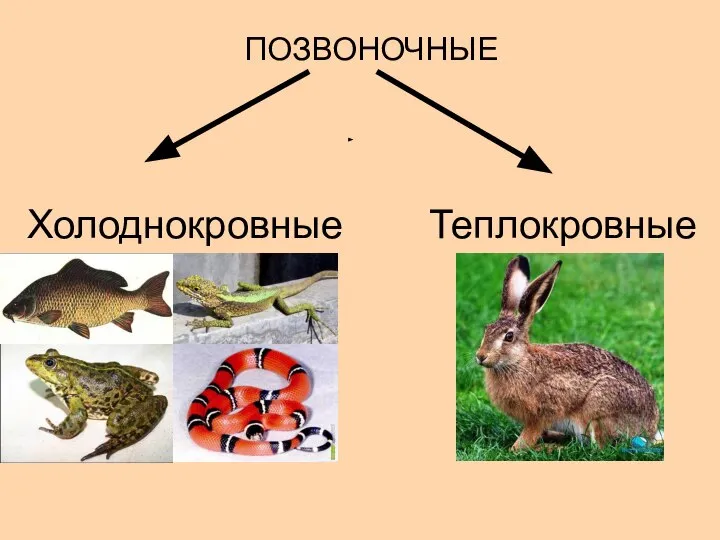 ПОЗВОНОЧНЫЕ Холоднокровные Теплокровные