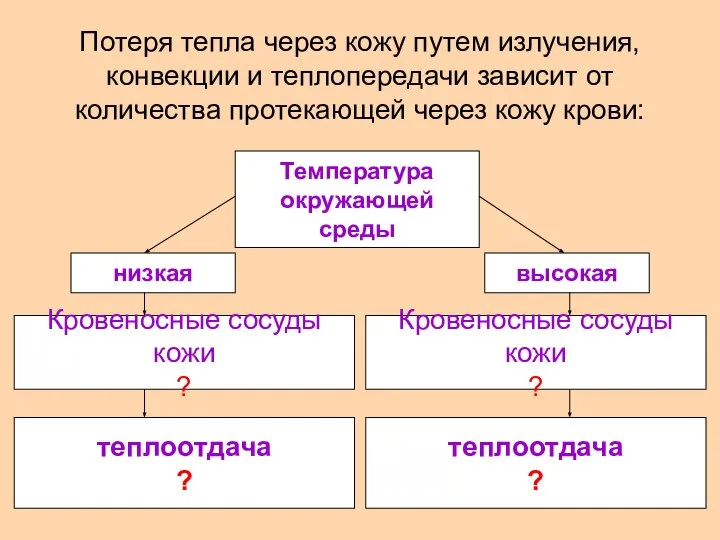 Потеря тепла через кожу путем излучения, конвекции и теплопередачи зависит от количества