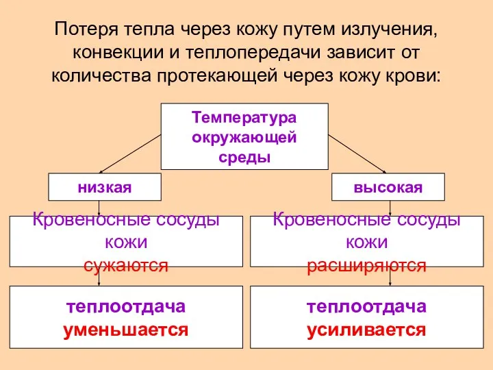 Потеря тепла через кожу путем излучения, конвекции и теплопередачи зависит от количества