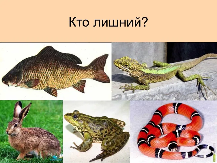 Кто лишний?