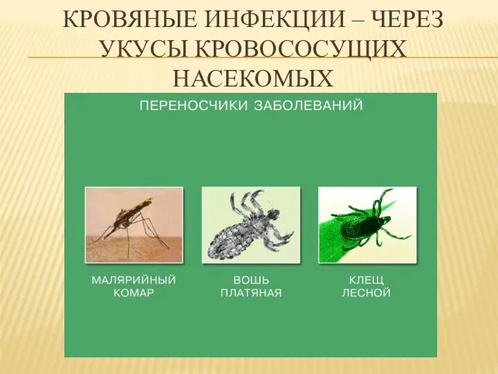 КРОВЯНЫЕ ИНФЕКЦИИ – ЧЕРЕЗ УКУСЫ КРОВОСОСУЩИХ НАСЕКОМЫХ