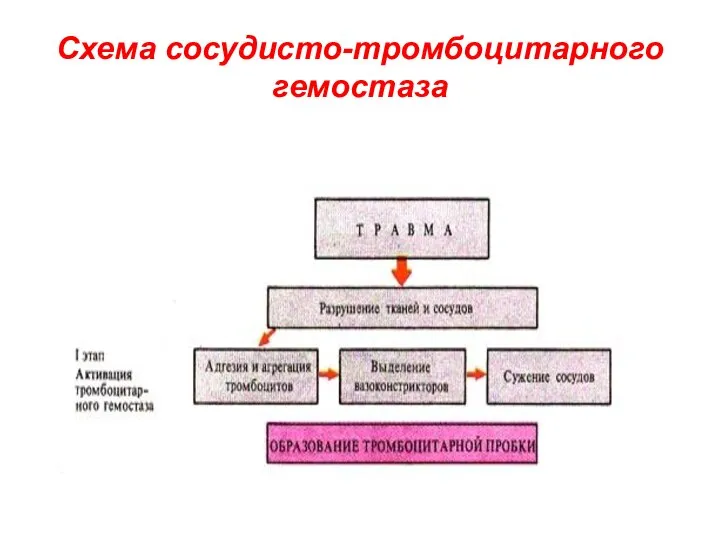 Схема сосудисто-тромбоцитарного гемостаза