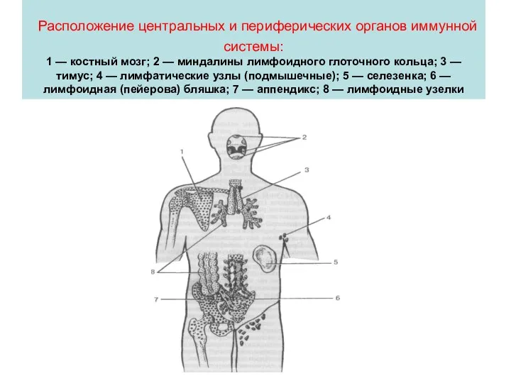 Расположение центральных и периферических органов иммунной системы: 1 — костный мозг; 2