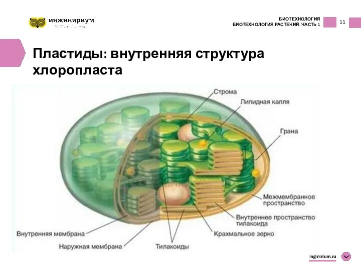 11 БИОТЕХНОЛОГИЯ БИОТЕХНОЛОГИЯ РАСТЕНИЙ. ЧАСТЬ 1 inginirium.ru Пластиды: внутренняя структура хлоропласта