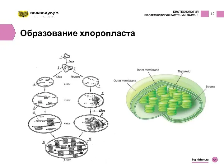 12 БИОТЕХНОЛОГИЯ БИОТЕХНОЛОГИЯ РАСТЕНИЙ. ЧАСТЬ 1 inginirium.ru Образование хлоропласта