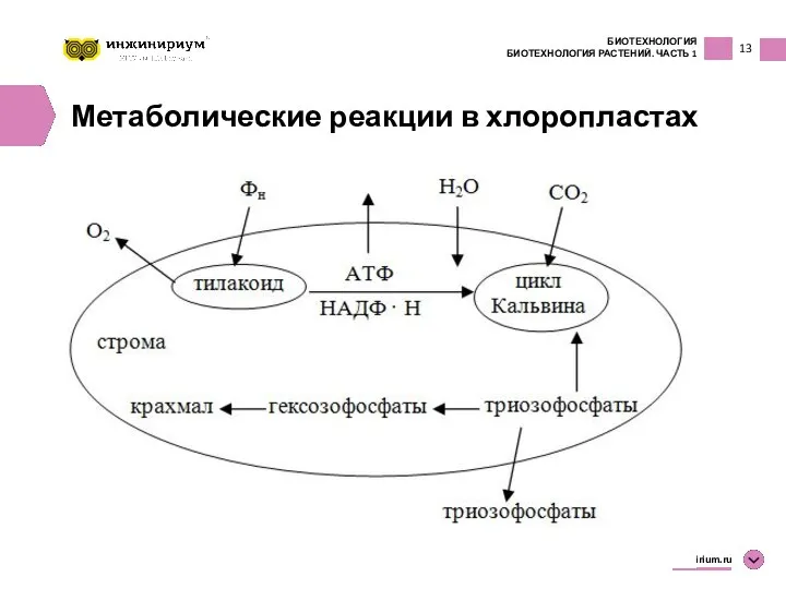 13 БИОТЕХНОЛОГИЯ БИОТЕХНОЛОГИЯ РАСТЕНИЙ. ЧАСТЬ 1 inginirium.ru Метаболические реакции в хлоропластах