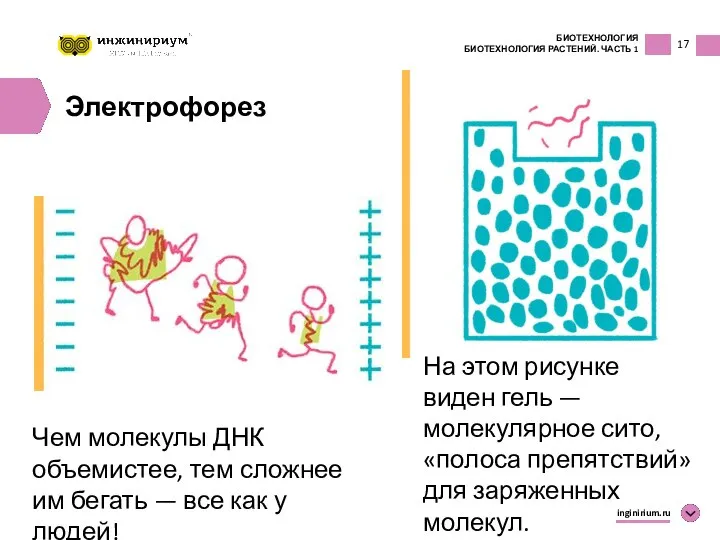 17 БИОТЕХНОЛОГИЯ БИОТЕХНОЛОГИЯ РАСТЕНИЙ. ЧАСТЬ 1 inginirium.ru Электрофорез Чем молекулы ДНК объемистее,