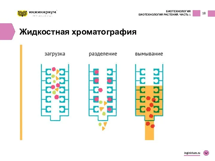 18 БИОТЕХНОЛОГИЯ БИОТЕХНОЛОГИЯ РАСТЕНИЙ. ЧАСТЬ 1 inginirium.ru Жидкостная хроматография