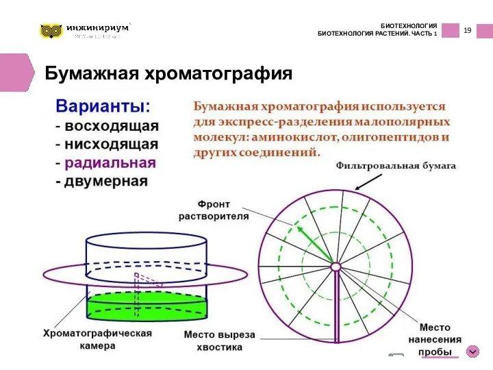 19 БИОТЕХНОЛОГИЯ БИОТЕХНОЛОГИЯ РАСТЕНИЙ. ЧАСТЬ 1 inginirium.ru Бумажная хроматография