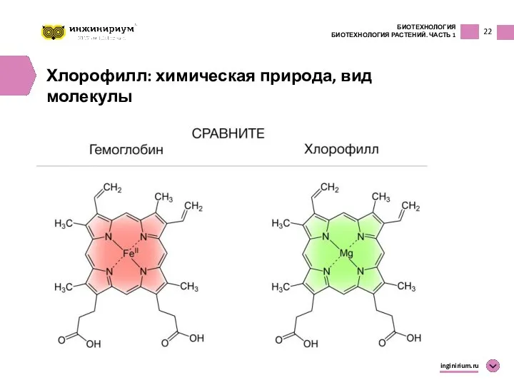 22 БИОТЕХНОЛОГИЯ БИОТЕХНОЛОГИЯ РАСТЕНИЙ. ЧАСТЬ 1 inginirium.ru Хлорофилл: химическая природа, вид молекулы