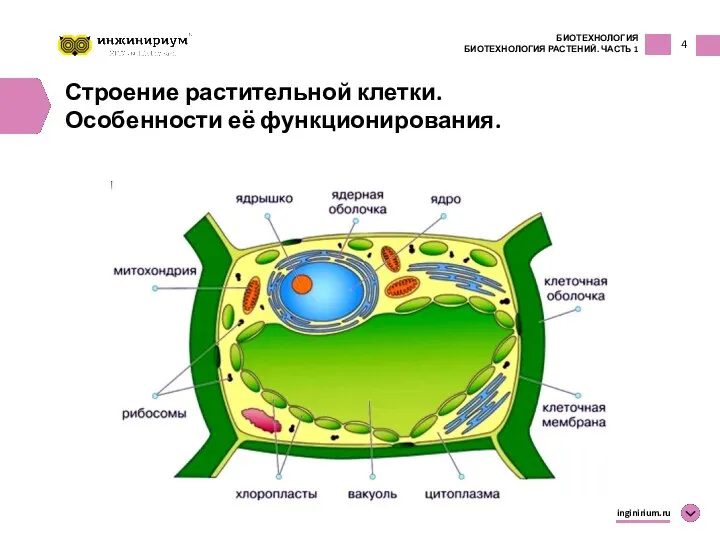 4 БИОТЕХНОЛОГИЯ БИОТЕХНОЛОГИЯ РАСТЕНИЙ. ЧАСТЬ 1 inginirium.ru Строение растительной клетки. Особенности её функционирования.