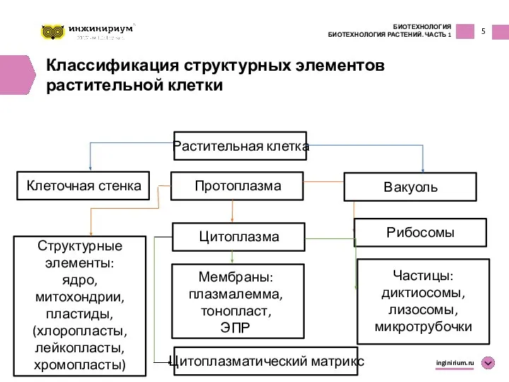 5 БИОТЕХНОЛОГИЯ БИОТЕХНОЛОГИЯ РАСТЕНИЙ. ЧАСТЬ 1 inginirium.ru Классификация структурных элементов растительной клетки