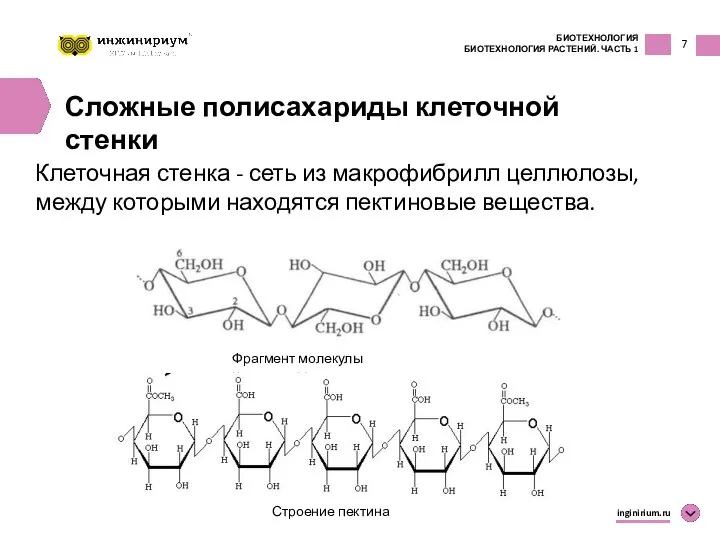 7 БИОТЕХНОЛОГИЯ БИОТЕХНОЛОГИЯ РАСТЕНИЙ. ЧАСТЬ 1 inginirium.ru Сложные полисахариды клеточной стенки Клеточная