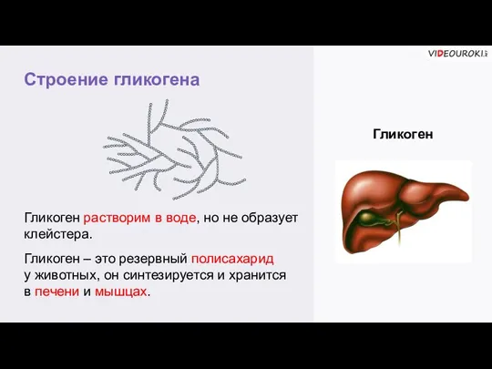 Строение гликогена Гликоген Гликоген растворим в воде, но не образует клейстера. Гликоген