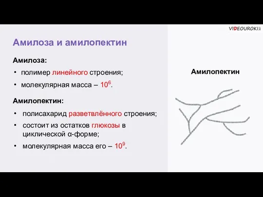 Амилоза и амилопектин Амилопектин Амилоза: полимер линейного строения; молекулярная масса – 106.