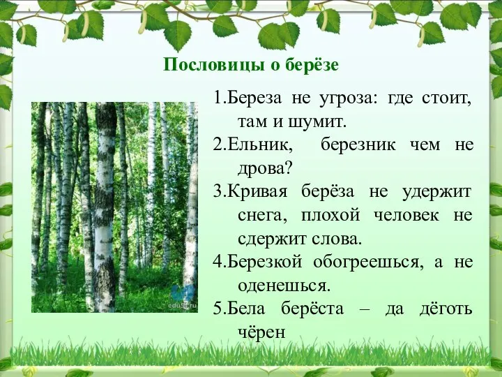 Пословицы о берёзе 1.Береза не угроза: где стоит, там и шумит. 2.Ельник,