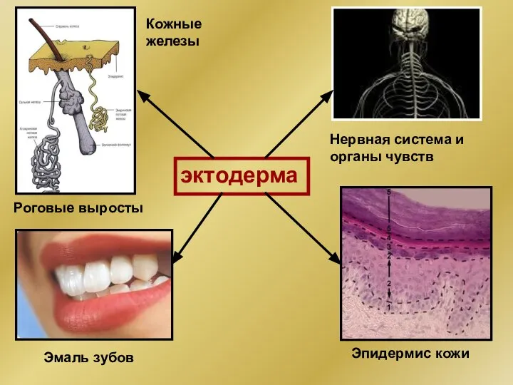 эктодерма Нервная система и органы чувств Эмаль зубов Эпидермис кожи Кожные железы Роговые выросты