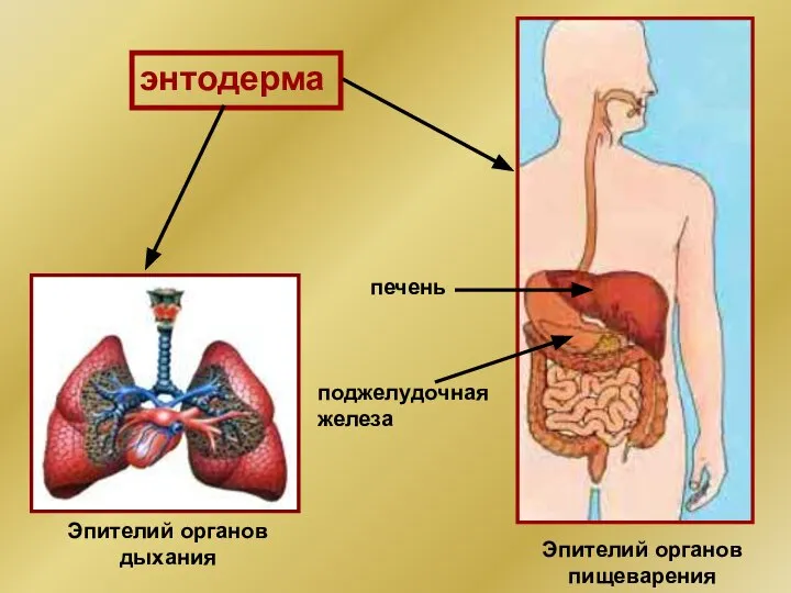 энтодерма Эпителий органов дыхания Эпителий органов пищеварения печень поджелудочная железа