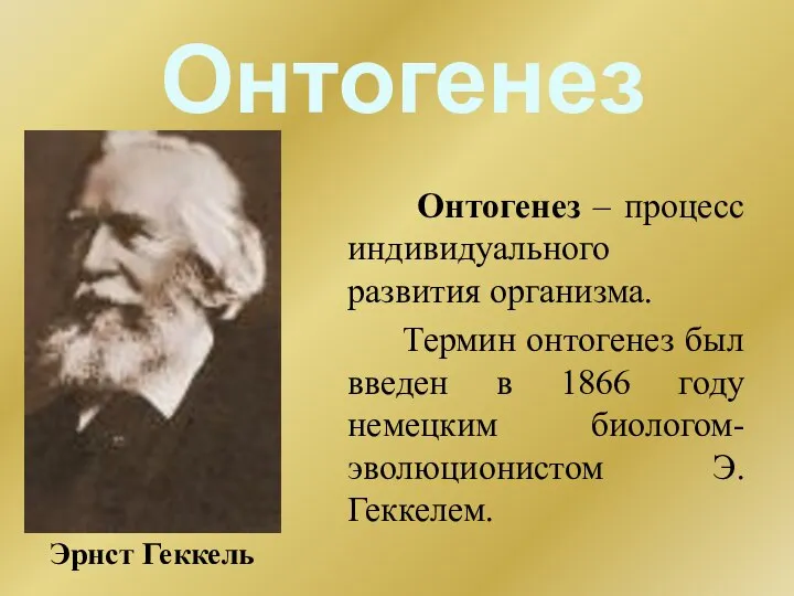 Онтогенез Онтогенез – процесс индивидуального развития организма. Термин онтогенез был введен в