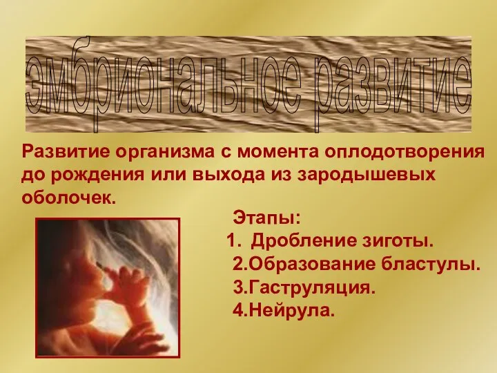 эмбриональное развитие Развитие организма с момента оплодотворения до рождения или выхода из