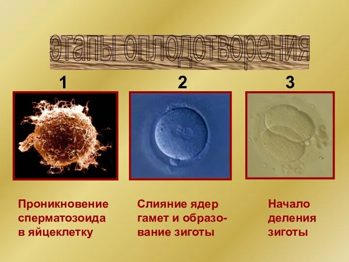 Проникновение сперматозоида в яйцеклетку Слияние ядер гамет и образо- вание зиготы Начало
