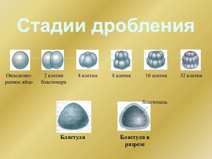Стадии дробления Оплодотво-ренное яйцо 2 клетки бластомера 4 клетки 8 клеток 16