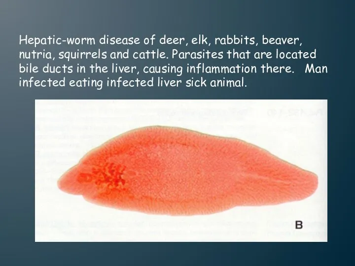 Hepatic-worm disease of deer, elk, rabbits, beaver, nutria, squirrels and cattle. Parasites