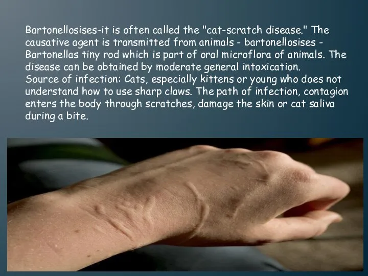 Bartonellosises-it is often called the "cat-scratch disease." The causative agent is transmitted