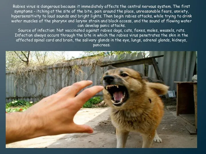 Rabies virus is dangerous because it immediately affects the central nervous system.