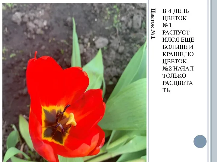 Цветок №1 В 4 ДЕНЬ ЦВЕТОК №1 РАСПУСТИЛСЯ ЕЩЕ БОЛЬШЕ И КРАШЕ,НО