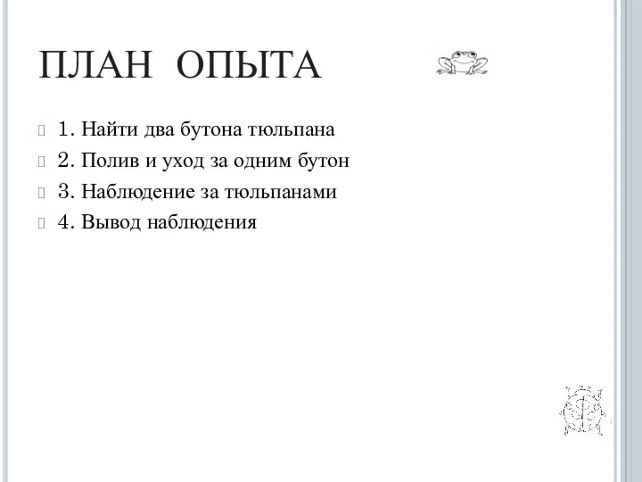 план опыта 1. Найти два бутона тюльпана 2. Полив и уход за