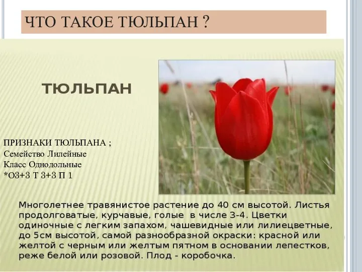 ПРИЗНАКИ ТЮЛЬПАНА ; Семейство Лилейные Класс Однодольные *О3+3 Т 3+3 П 1 ЧТО ТАКОЕ ТЮЛЬПАН ?