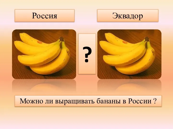 Россия Эквадор ? Можно ли выращивать бананы в России ?