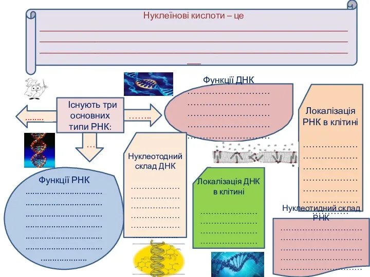 Нуклеїнові кислоти – це ____________________________________________________________________________________________________________________________________________________________________________________________________________ …….. Існують три основних типи РНК: ........__