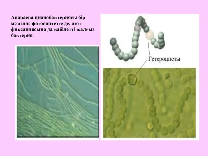 Anabaena цианобактериясы бір мезгілде фотосинтезге де, азот фиксациясына да қабілетті жалғыз бактерия.