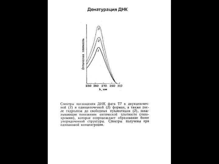 Денатурация ДНК